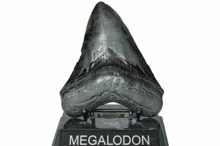 Fossil Megalodon Tooth - South Carolina #221749